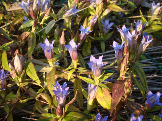 跡見群芳譜(野草譜 リンドウ)